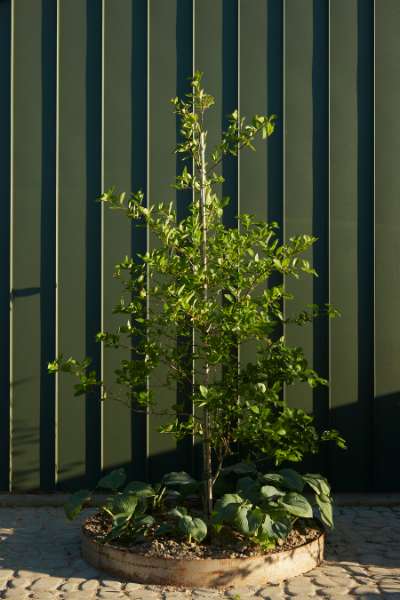 Alle Achtung – eine tolle Gartenlaube mit Stahlprofilen!, Gladsaxe Møllevej 75, Garten Nr. 26, 2860 Søborg, Dänemark